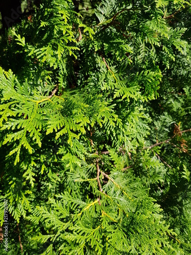 coniferous green cypress twigs