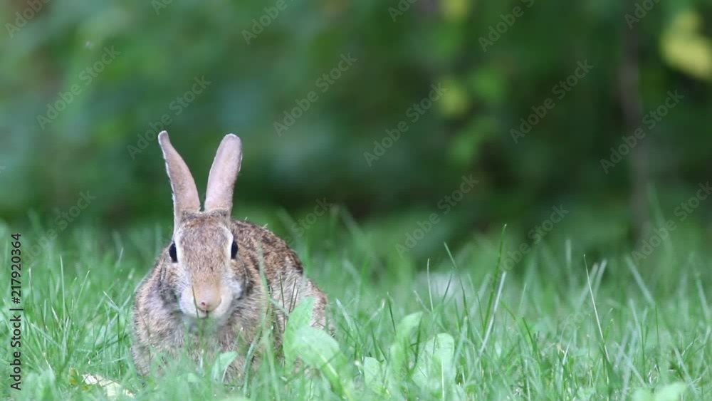 Lapin 