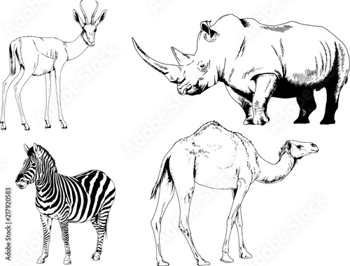 Fototapeta Naklejka Na Ścianę i Meble -  set of vector drawings of various animals, hand-drawn ink