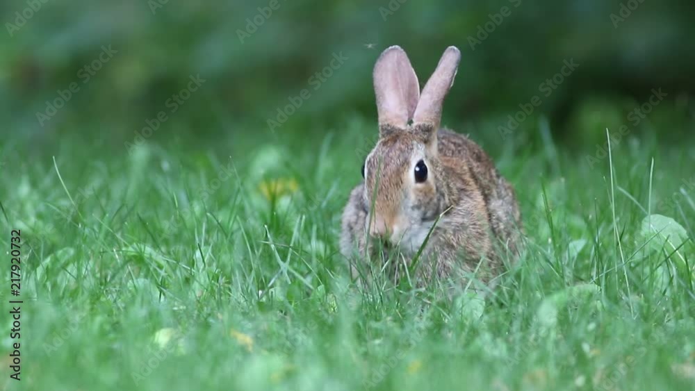 Lapin 