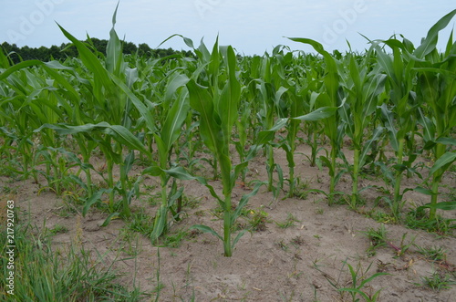 Uprawa kukurydzy - młode niedojrzałe rośliny
