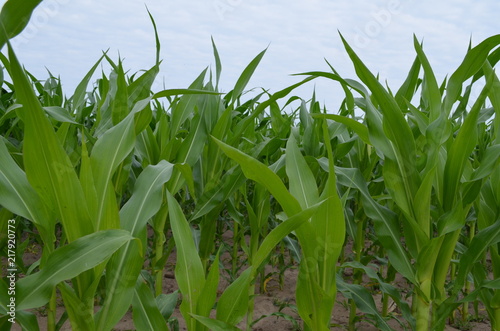 Uprawa kukurydzy - młode niedojrzałe rośliny