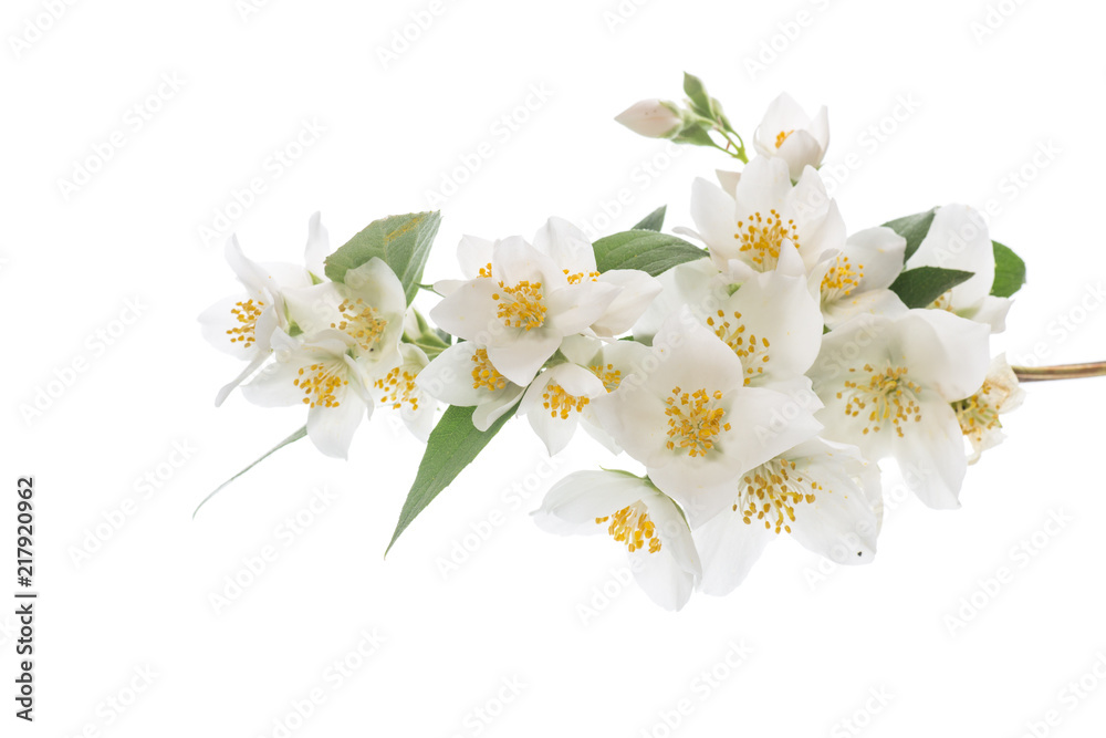 Fototapeta premium blossoming jasmine flowers on a white background