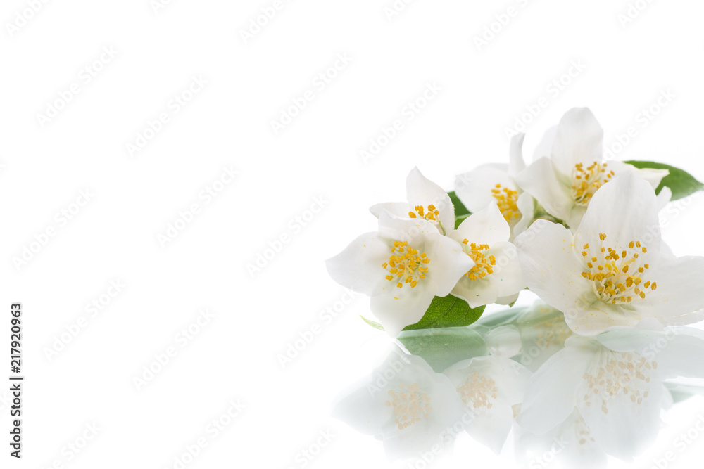 blossoming jasmine flowers on a white background blossoming jasmine flowers on a white background
