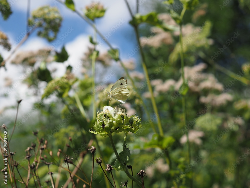 Fototapeta premium Schmetterlinge kämpfen um Blüte - Butterflies fight for food