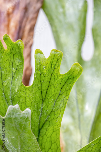 Close-up of Platycerium bifurcatum, elkhorn fern or common staghorn fern venation, blurred Platycerium bifurcatum background photo