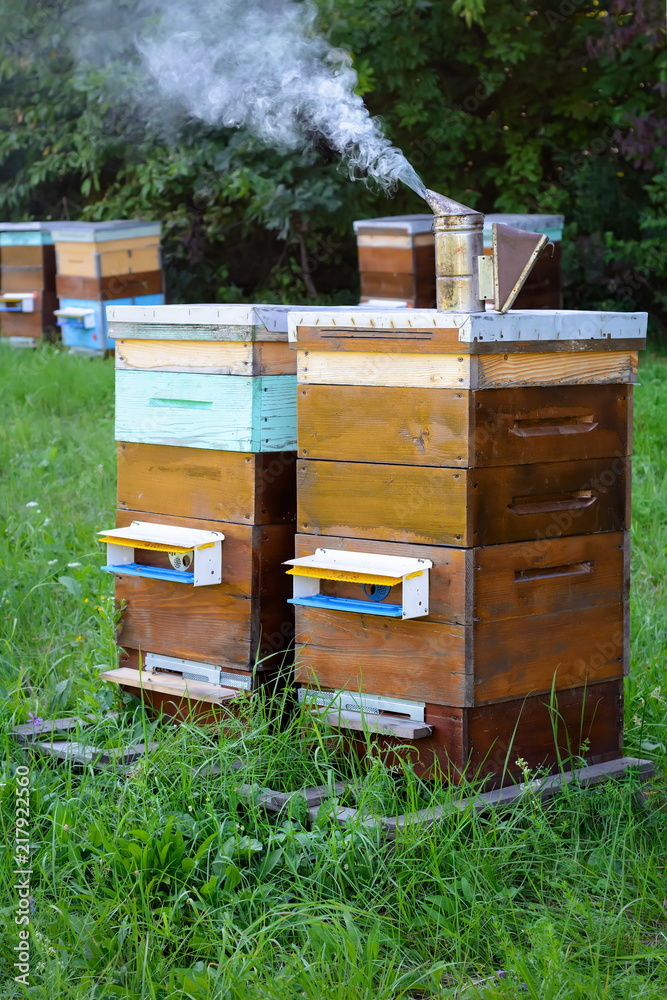 Hives of bees in the apiary. Apiculture. Hives of bees in the apiary. Apiculture.