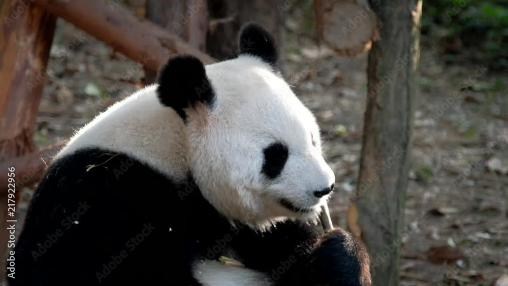 Giant panda bear eating bamboo Giant panda bear eating bamboo