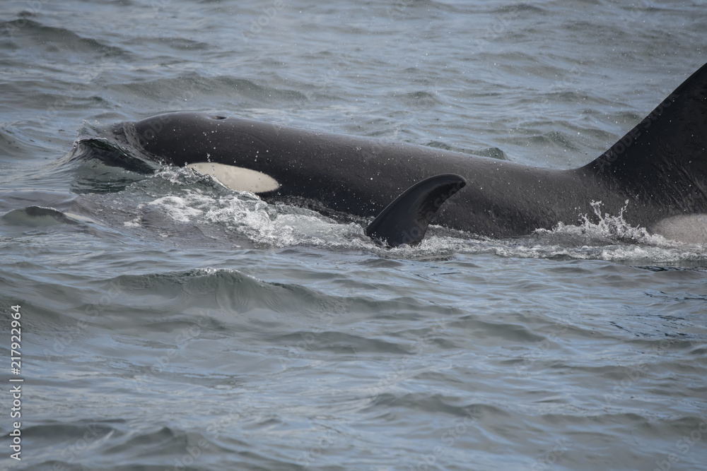 Obraz premium Orca Zbliżenie, Lodowata Cieśnina, Alaska