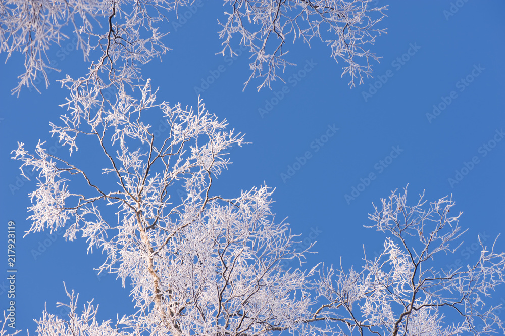 Winter branches with copyspace. Frost covered birch tree (Betula pendula) branches against blue sky. Winter branches with copyspace. Frost covered birch tree (Betula pendula) branches against blue sky.