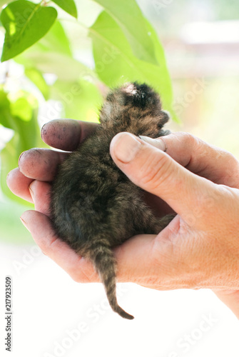 Cute little kitten in human hands - tabby cat - pet care concept