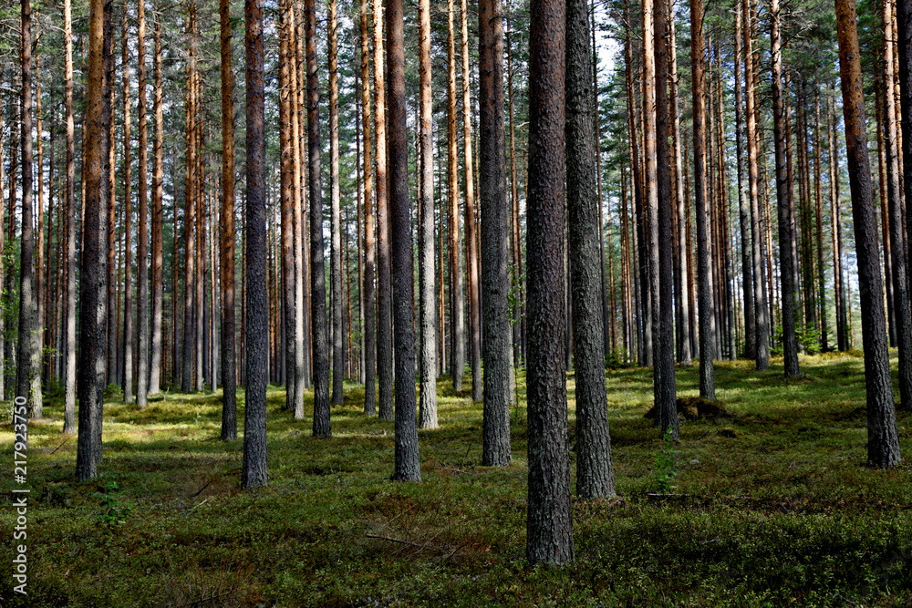 Obraz premium Pine forest in summer light