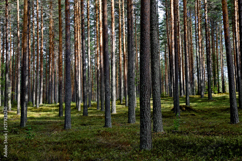 Fototapeta Naklejka Na Ścianę i Meble -  Pine forest in summer light