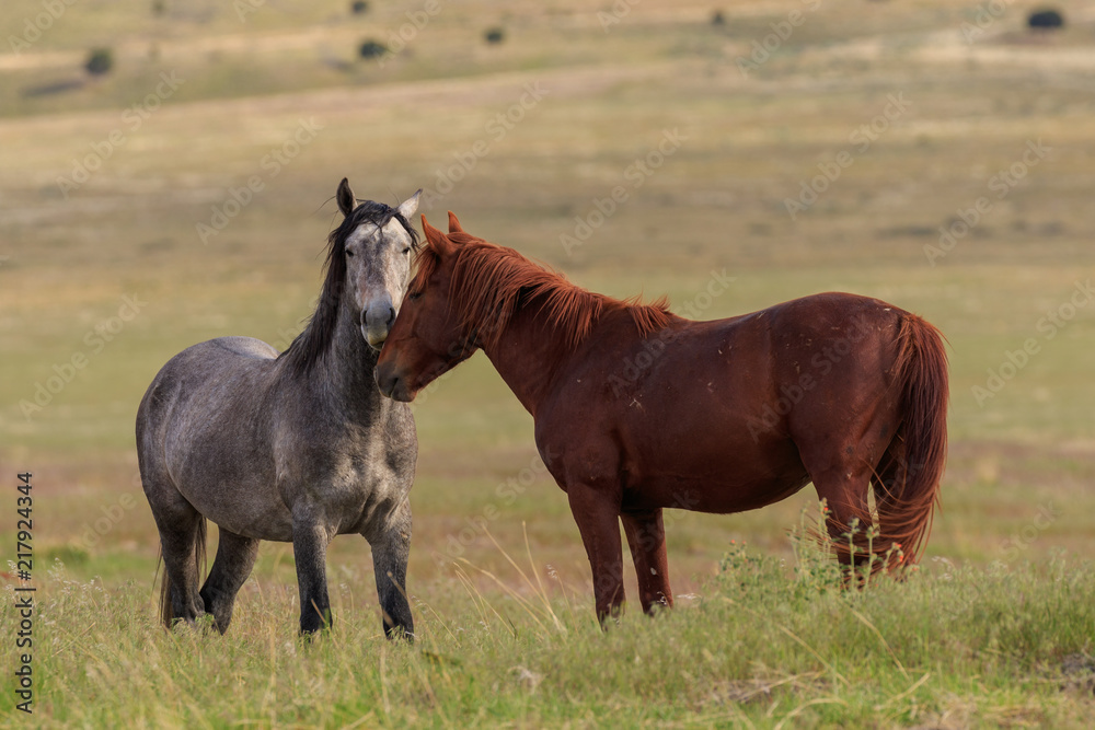 Majestic Wild Horses in Utah in Summer Majestic Wild Horses in Utah in Summer