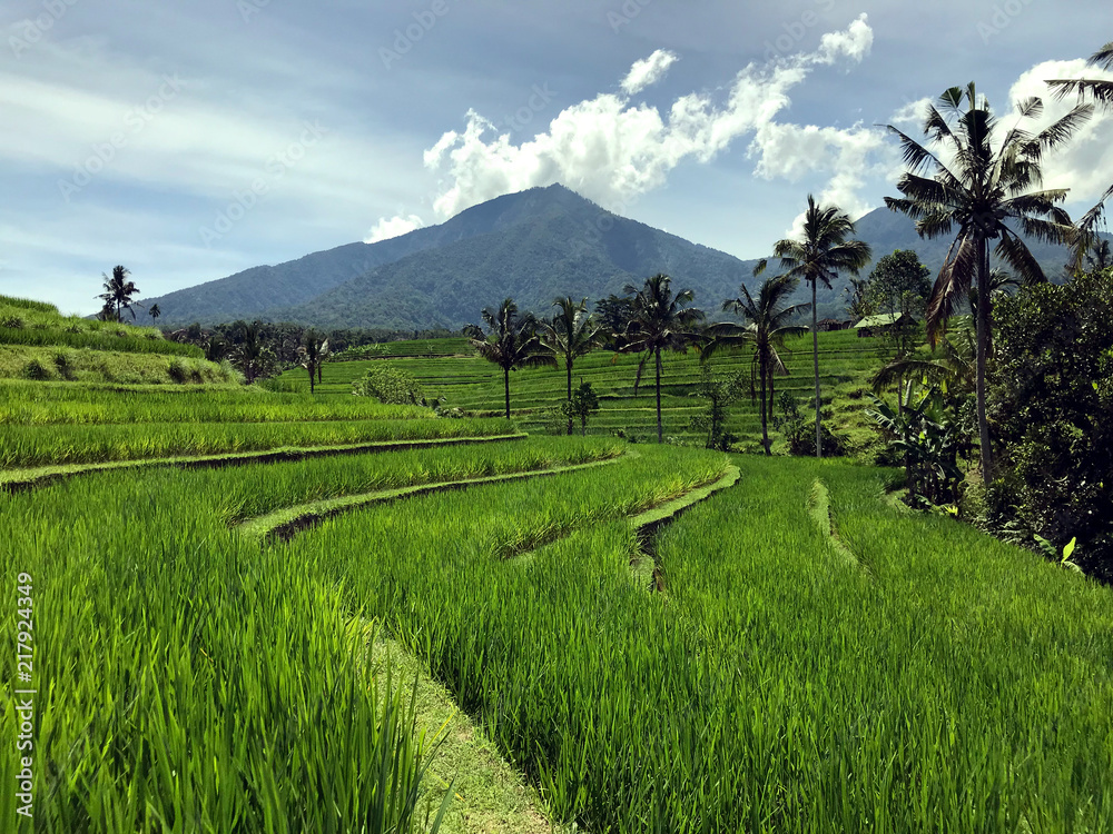 rice fields in bali