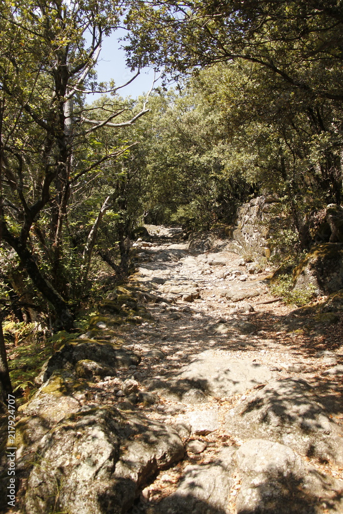Chemin de randonnée dans la forêt, Cévennes Chemin de randonnée dans la forêt, Cévennes