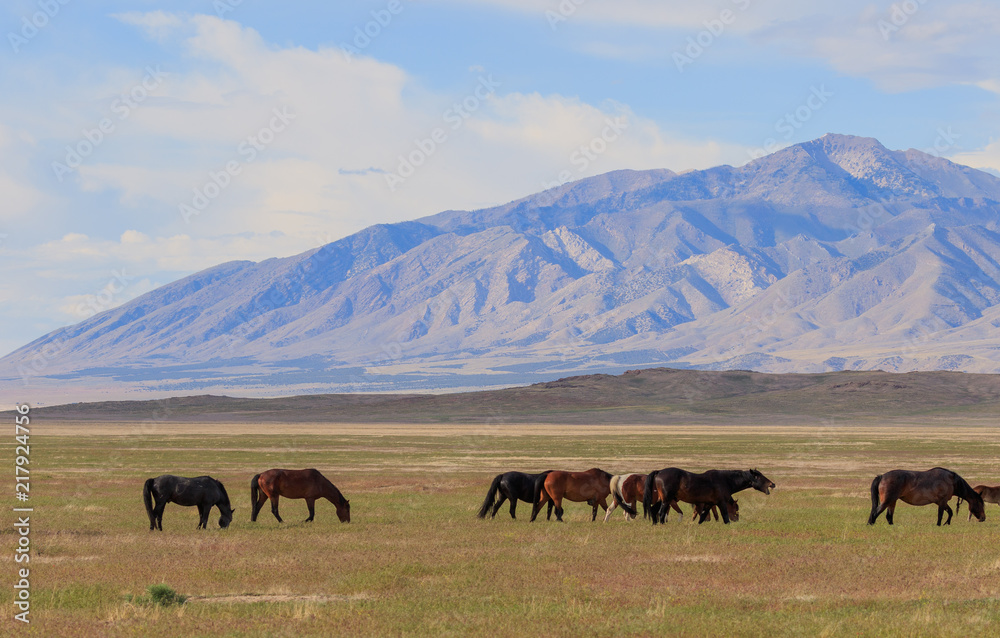 Majestic Wild Horses in Utah in Summer Majestic Wild Horses in Utah in Summer