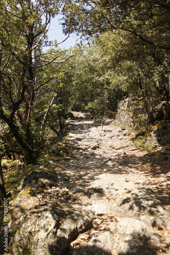 Chemin de randonnée dans la forêt, Cévennes