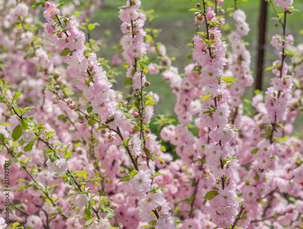 Sakura cherry blossoms focus to branch against blue sky and clouds background. Sakura cherry blossoms focus to branch against blue sky and clouds background.