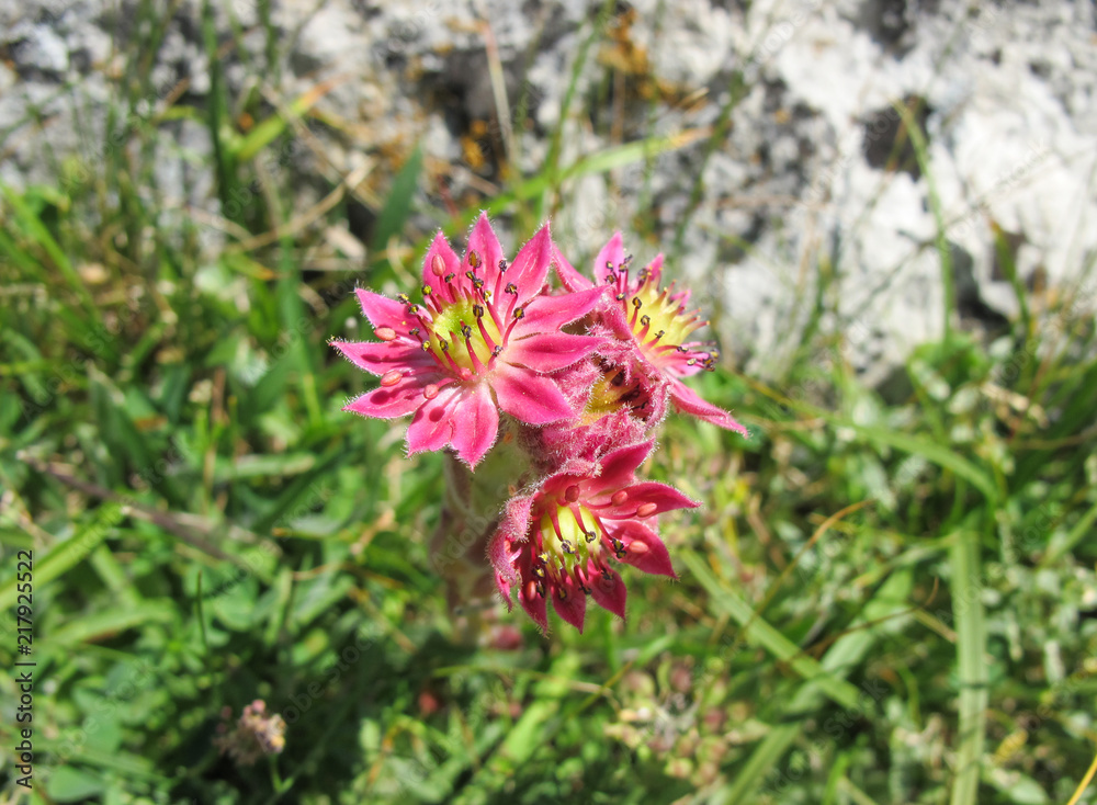 170705_Collado Jermoso_Flor_Sempervivum vicentei o Siempreviva_1525__3648 x 2736__acd.jpg 170705_Collado Jermoso_Flor_Sempervivum vicentei o Siempreviva_1525__3648 x 2736__acd.jpg