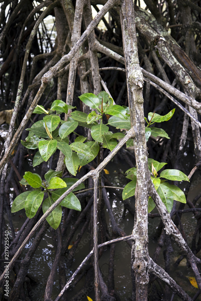 Mangroven als Küstenschutz am Pazifik