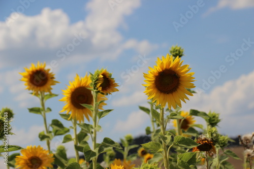 Sonnenblumen