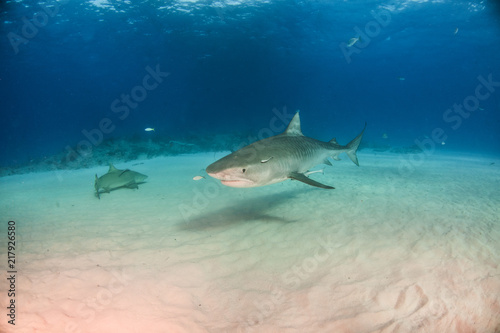 Fototapeta Naklejka Na Ścianę i Meble -  Tiger shark at Tigerbeach, Bahamas