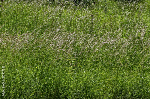 Background of sorghum halepense with straight stems in natural green grass field, district Marchaevo, Sofia, Vitosha mountain, Bulgaria 