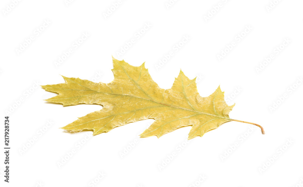 autumn leaf isolated autumn leaf isolated