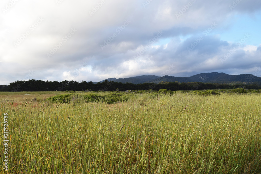 Flowers and grasses on the N. California coast