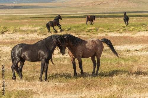 Majestic Wild Horses in Utah in Summer