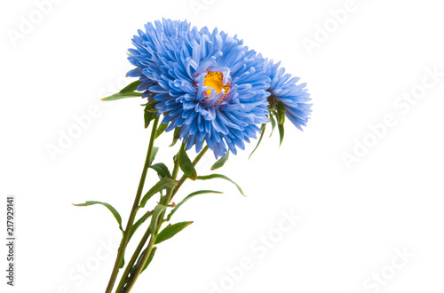 Fototapeta Naklejka Na Ścianę i Meble -  blue aster isolated