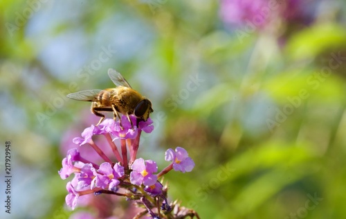 silfide su infiorescenza di buddleja davidii