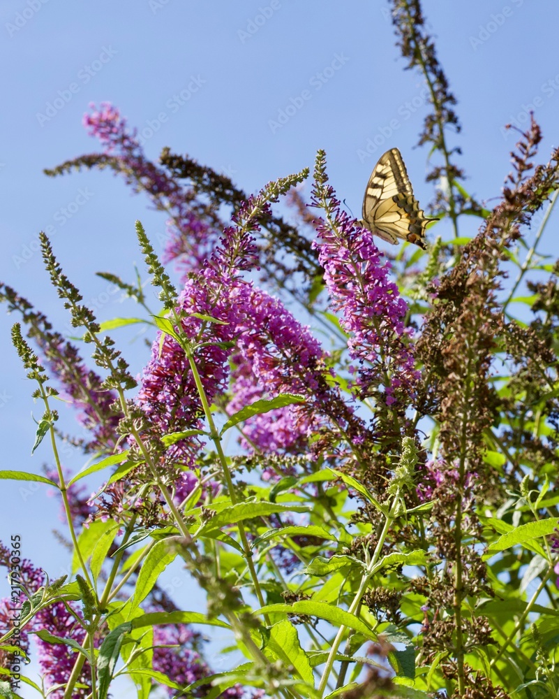 fiori a pannocchia della pianta Buddleja davidii (pianta delle farfalle)  con farfalla Papilio machaon (macaone) foto de Stock | Adobe Stock