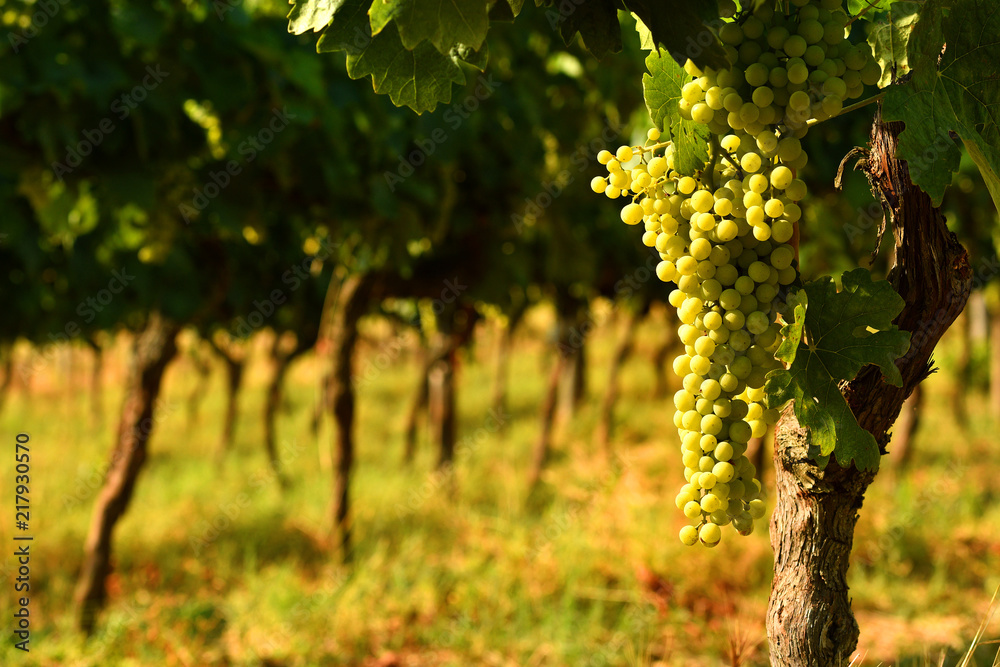 white grapes on vineyards in Chianti region. Tuscany, Italy. white grapes on vineyards in Chianti region. Tuscany, Italy.