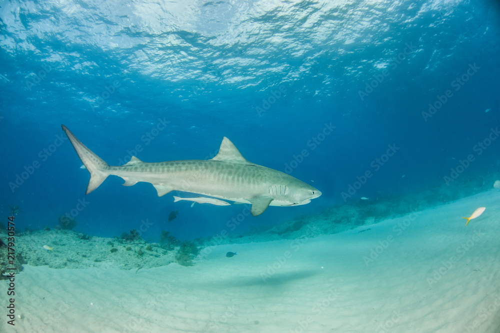 Fototapeta premium Tiger shark at Tigerbeach, Bahamas