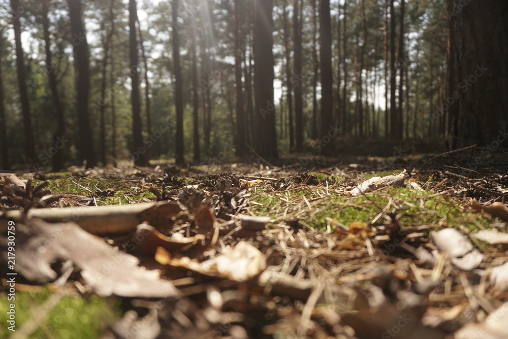 Obraz premium Piece Of Forest Floor In Autumnal Colors 