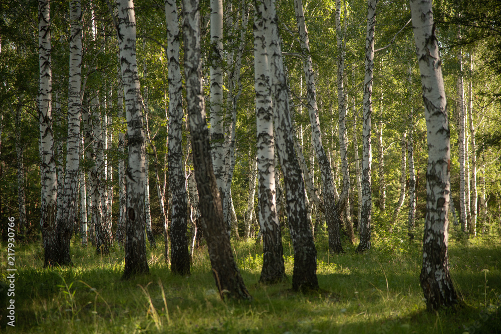 Fototapeta premium Birch forest in summer