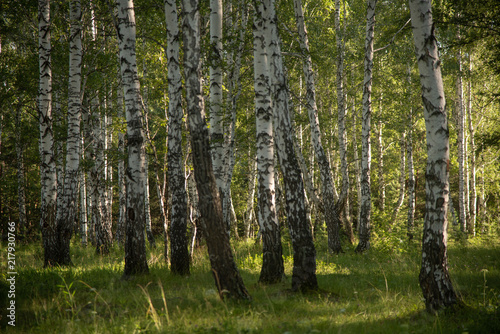Fototapeta Naklejka Na Ścianę i Meble -  Birch forest in summer