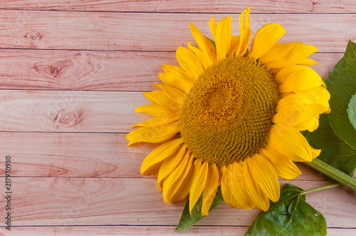 Nice summer yellow sunflower laying on wooden background