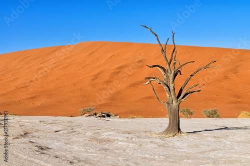 Dead tree in front of red sand dunes in Deadvlei, Sossusvlei, Namibia