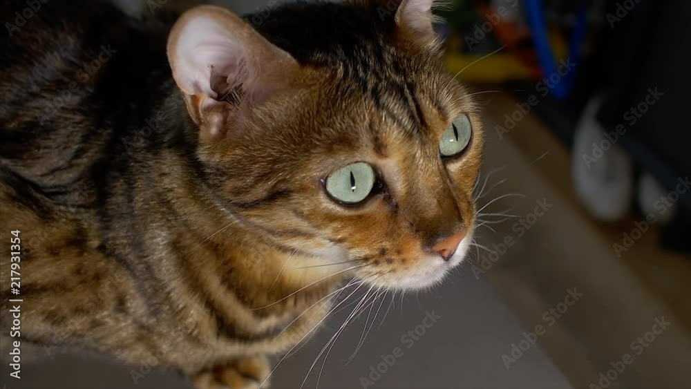 A cute Bengal cat shot from above, staring intensely out of the scene. A cute Bengal cat shot from above, staring intensely out of the scene.