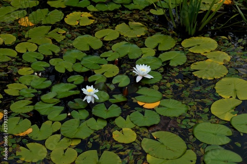 water lilies in a pond
