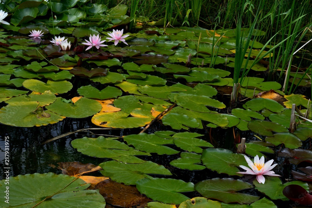 water lilies in a pond
