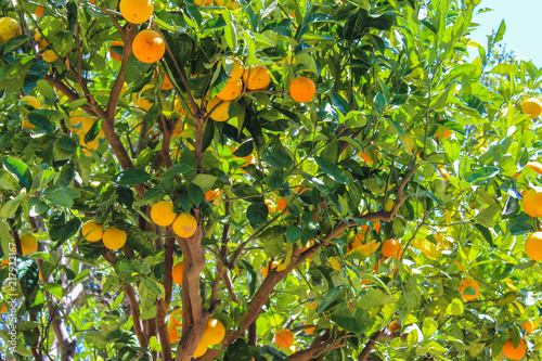 Californian Orange Grove