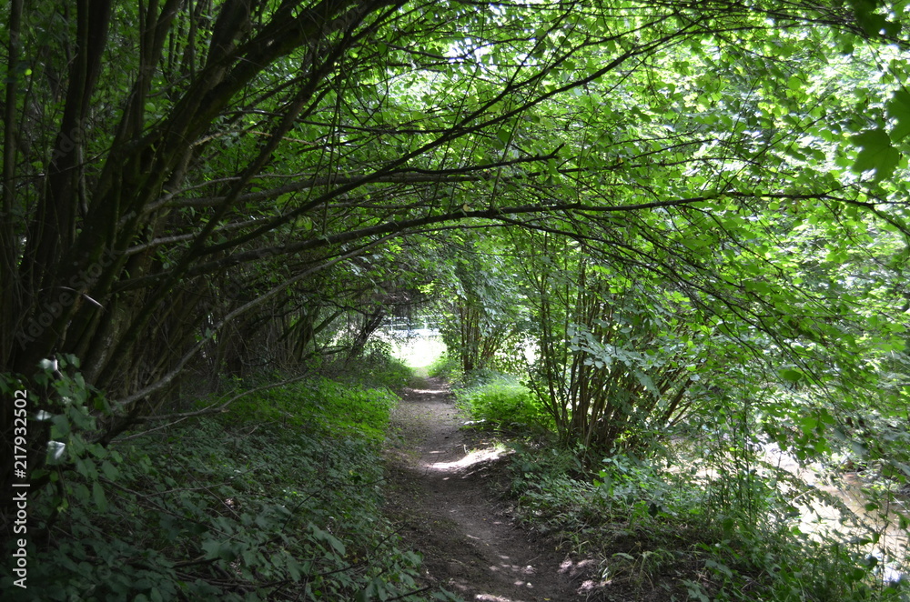 Obraz premium Grüner Tunnel
