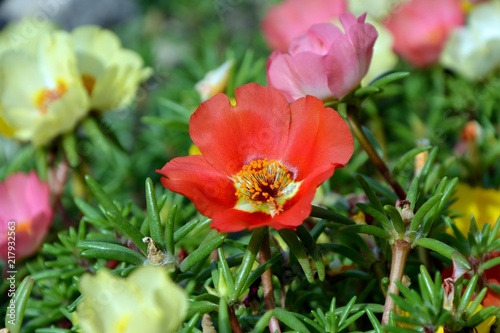 Colorful bright flowers of portulaca in the garden close-up.