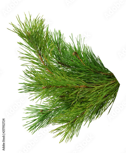 A branch of pine. Close-up. Isolated without a shadow. New Year. Christmas. Nature.