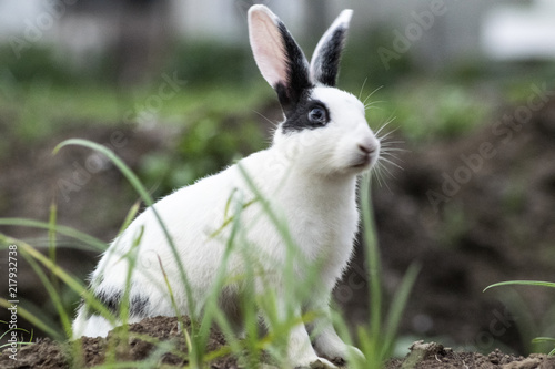 Wild Rabbit Photography