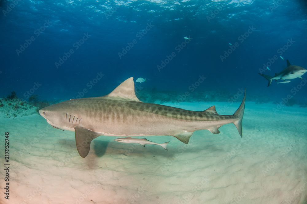 Fototapeta premium Tiger shark at Tigerbeach, Bahamas